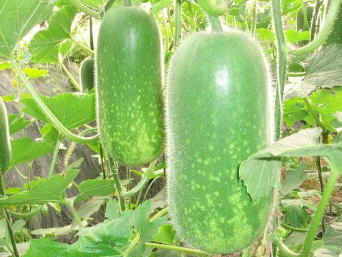 吃囱鸡瓜好吗,探索囱鸡瓜的美味与营养价值